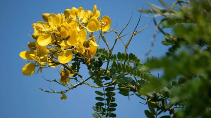 avaram flower benefits in tamil