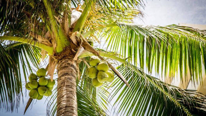 coconut tree essay in konkani