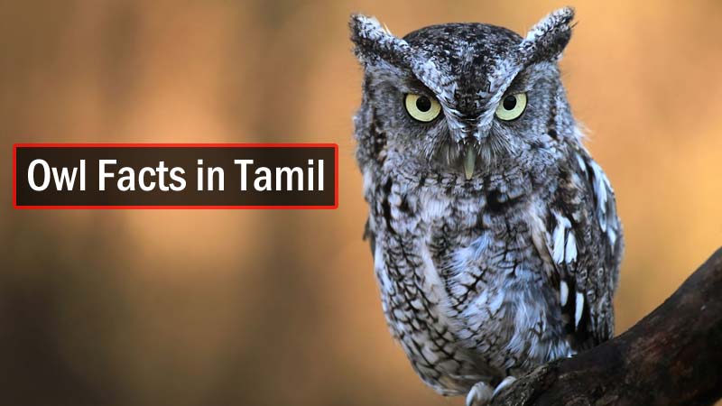 owl essay in tamil