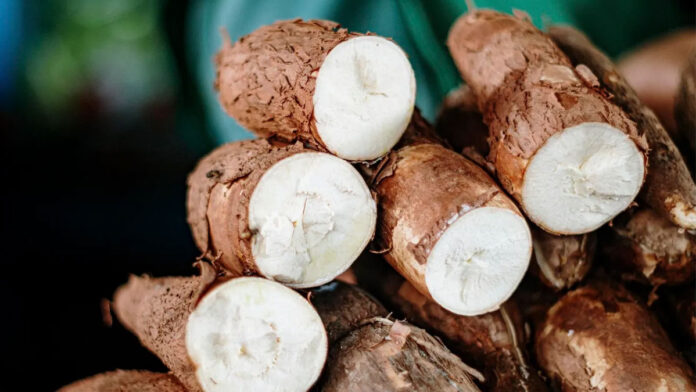 cassava in tamil